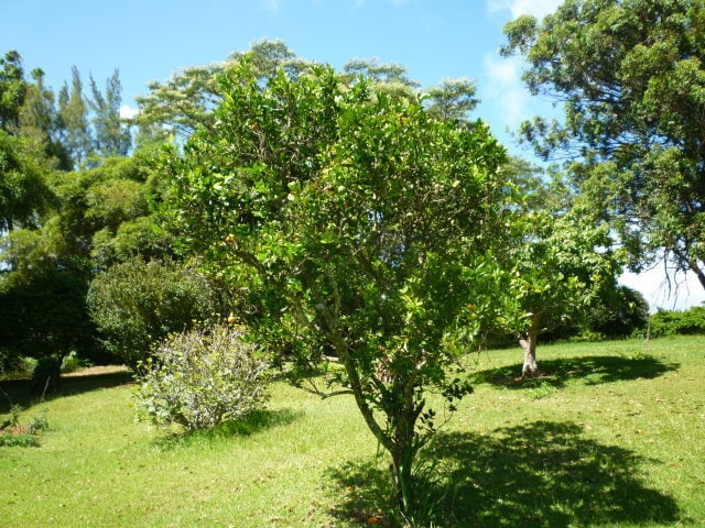 Photo - Lia Place (2695) Unidad 2695 Lia Pl Main