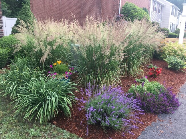 Preciosas plantas perennes - 13 Boylston Ln