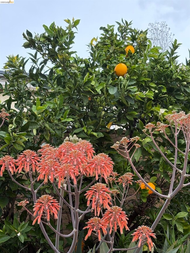 Photo - 1101 Hourglass Pl