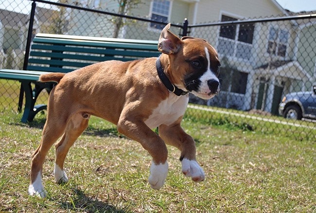 Dog Park