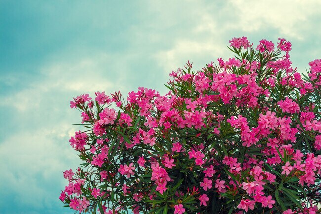 Photo - 3838 Gibraltar Avenue