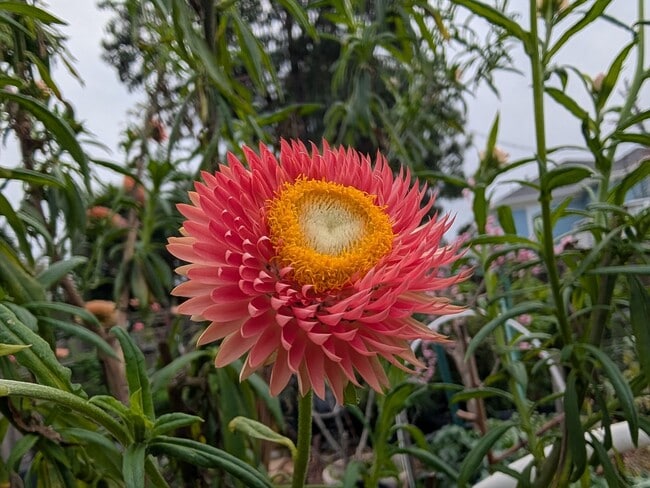 Photo - Charming remodeled garden flat with laundry Unit 887