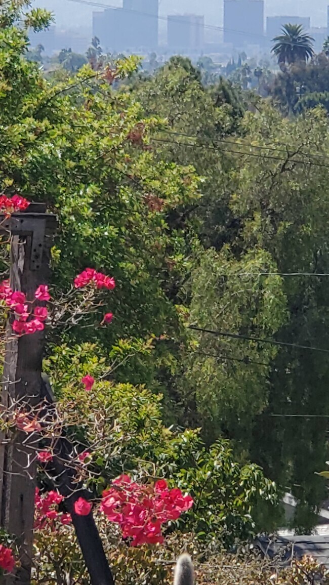 Mature Foliage - 2115 Duane St Unit 2115