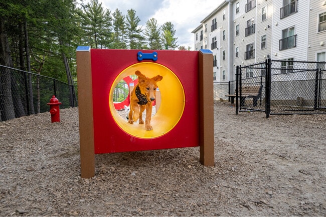 Dog Park