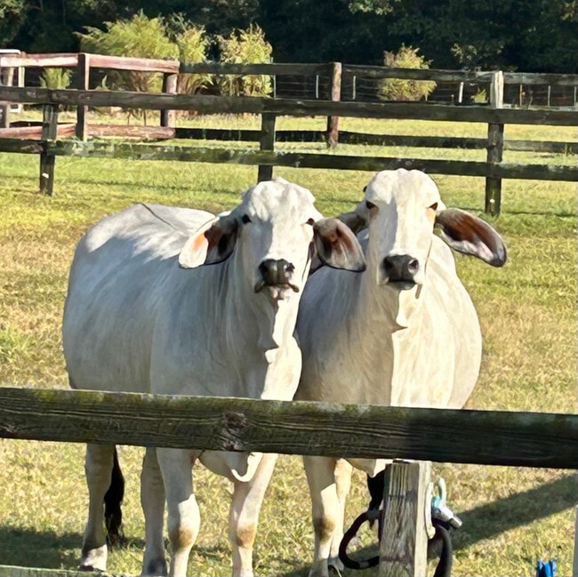 Photo - 373 T Johnson Rd