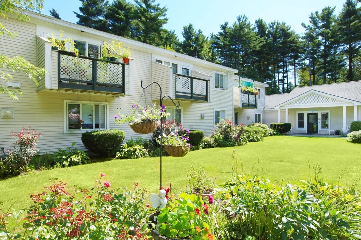 Photo - Belfast Birches