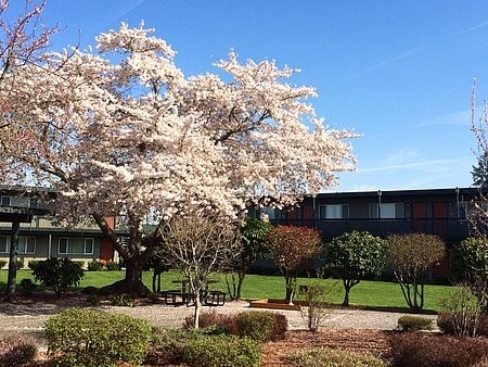 Photo - Sierra Meadows II