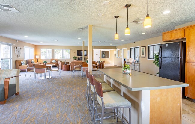 Photo - Desert Palms