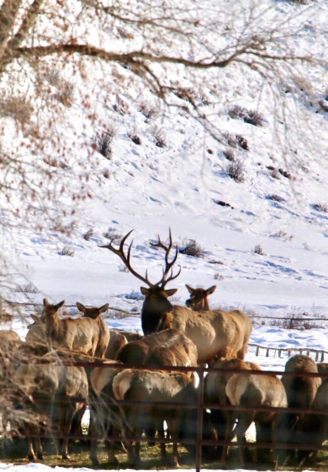 Photo - 3355 E Horse Creek Rd