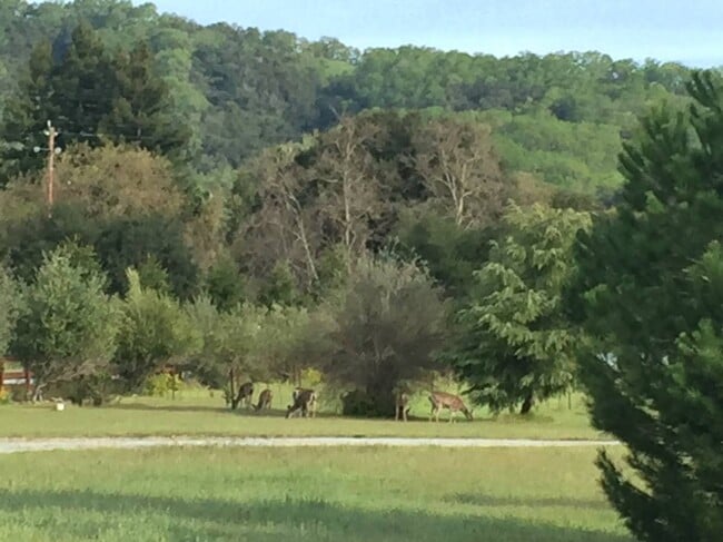 View from deck - 9385 Burchell Rd Rental