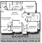 EUCALYPTUS