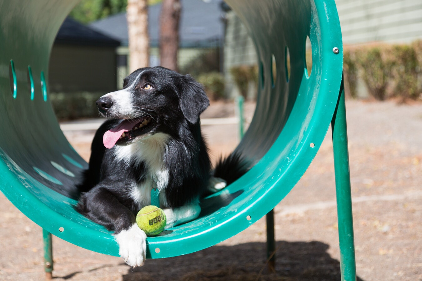 Pet-friendly community with onsite WAG Pet Park (Representative Image) - Avalon Townhome Collection Arundel Mills