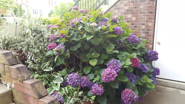 front - 1009 Simsbury Ct Unit 1009