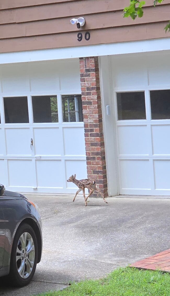 You will feel like you are in a Disney movie with all the wildlife at your doorstep - 90 Martin Point Ct