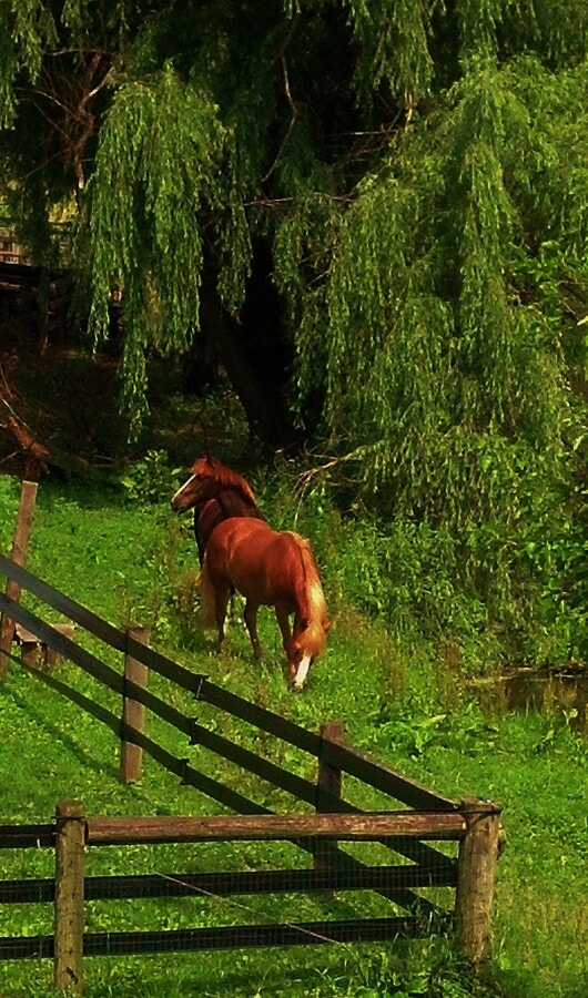 Photo - 1310 Hollow Road Unit LilyField Stable