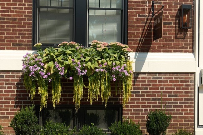 The Ivy