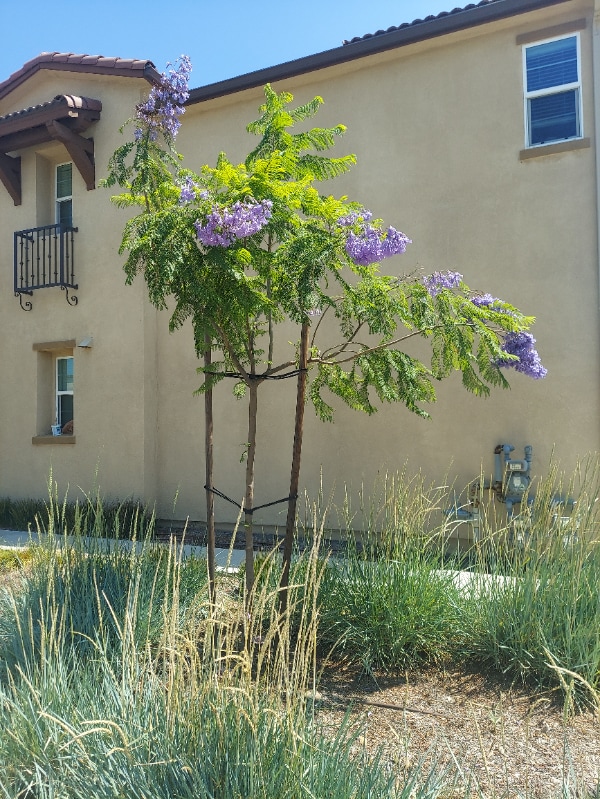 Photo - 1713 Cedar Tree Pl Rental
