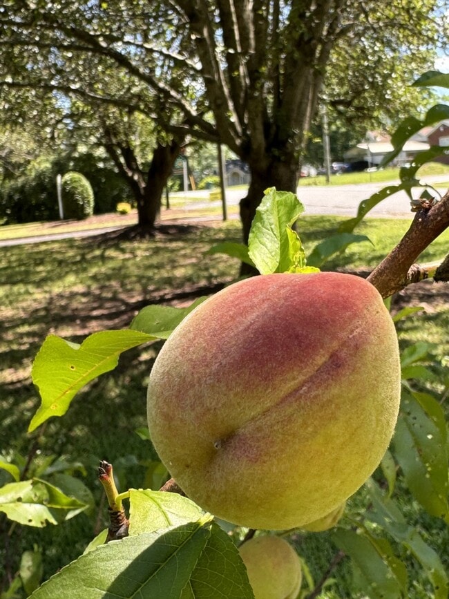 Photo - The Orchard Apartment Homes