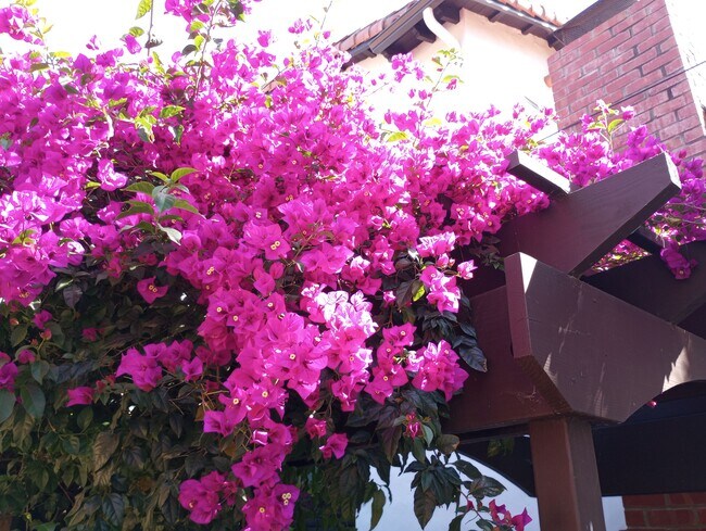 Landscaping - 1580 McDaniel Ave