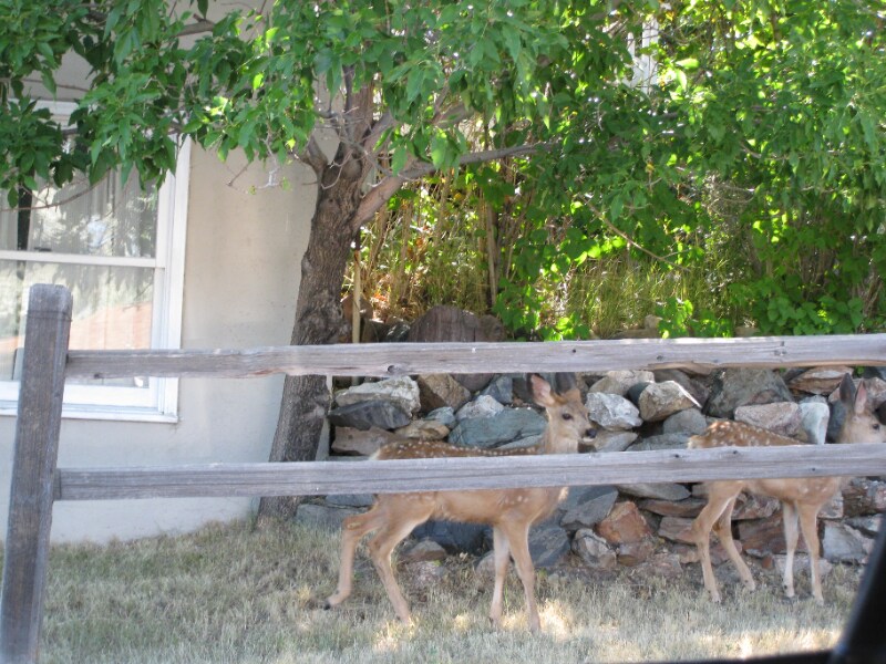 911 N Hoback St House House Rental in Helena, MT