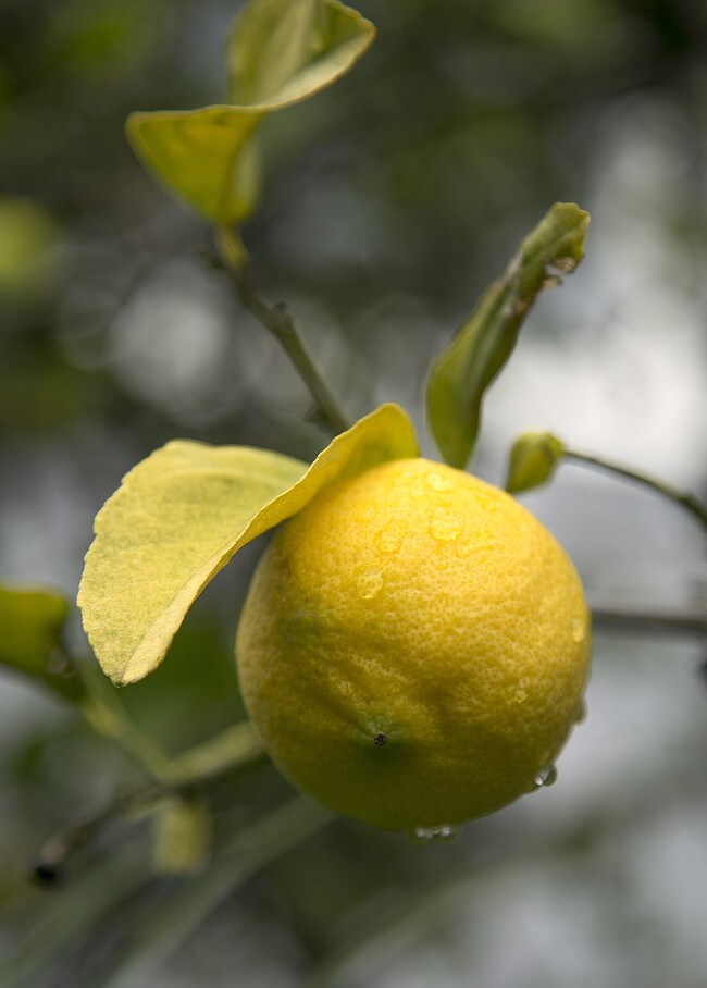 Fruit trees - Sonrisa Apartments