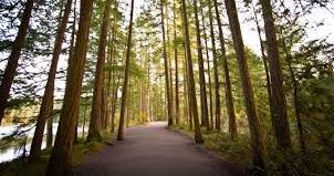 Photo - Pinewood Terrace