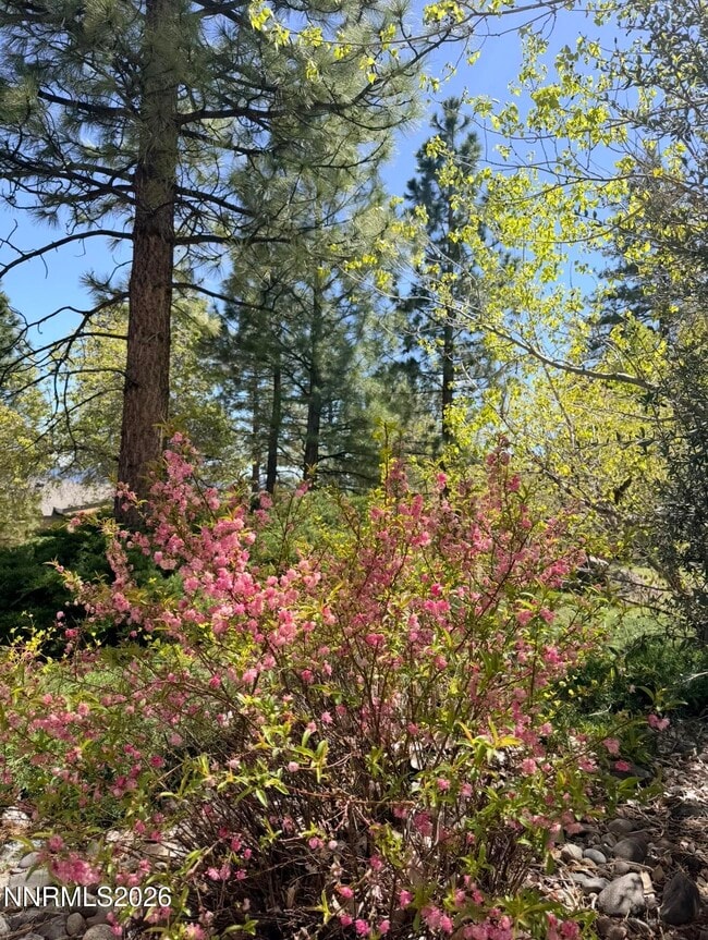 Photo - 16770 Mt Rose Hwy