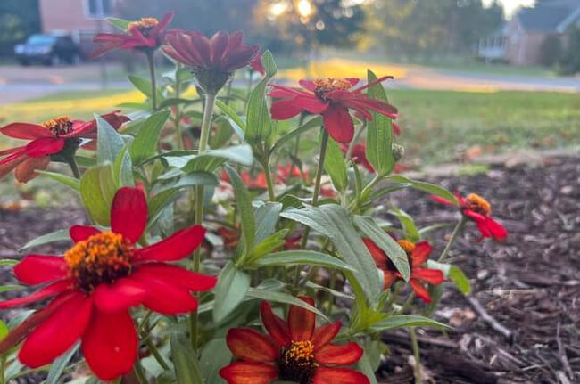 Photo - 2849 Pedigo Pl