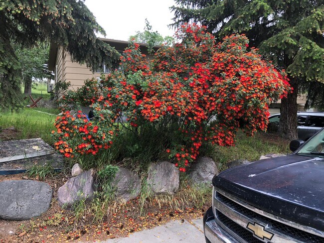 The flower bush out front blooms in June - 2345 Gail Drive