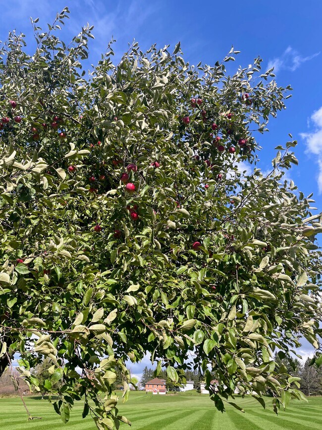 Yummy apples from apple tree - 7957 Bethel Rd