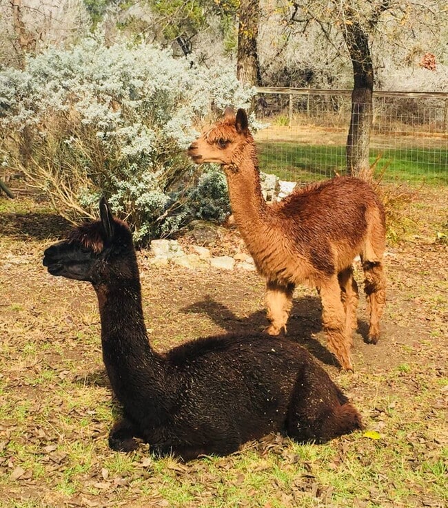 Building Photo - 10600 Little Thicket Rd