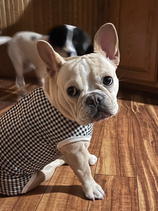 Se admiten mascotas - Edina Gateway Unidad 302