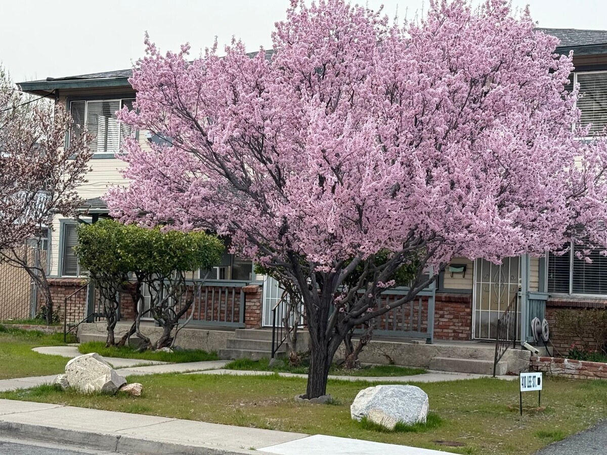 Photo - Spacious 1 Bedroom Apartment in Carson City