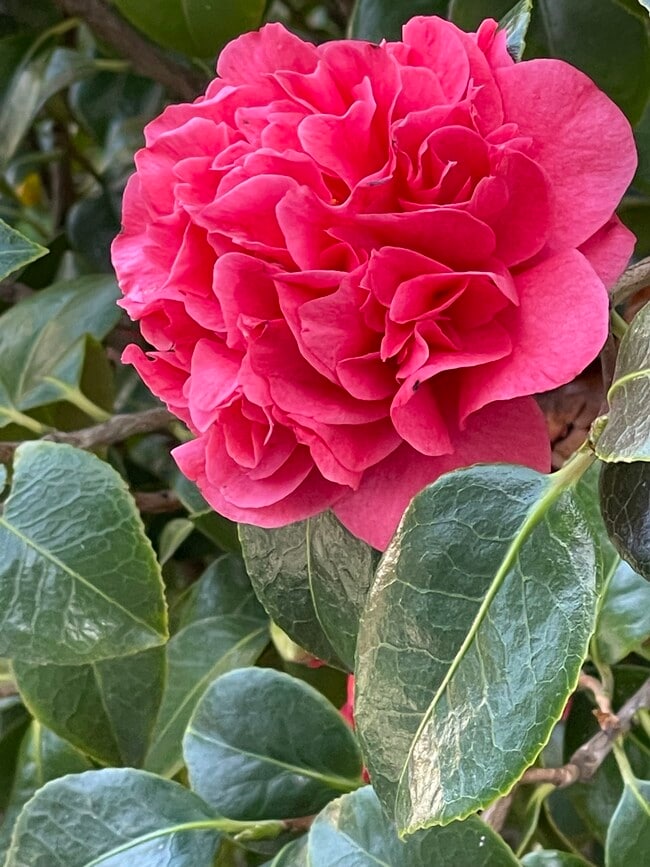 Camelia en flor - 362 Alida Way