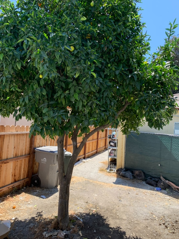 Photo - 815 W Taylor St