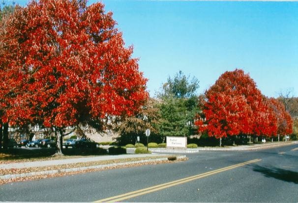 Tudor Gardens