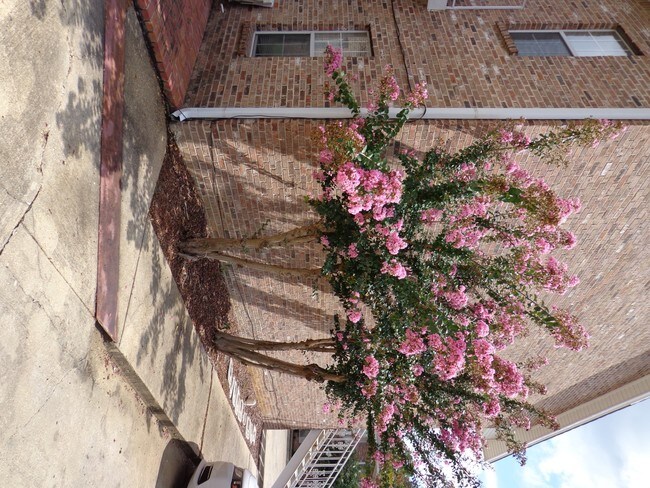 Photo - Colony on Montgomery