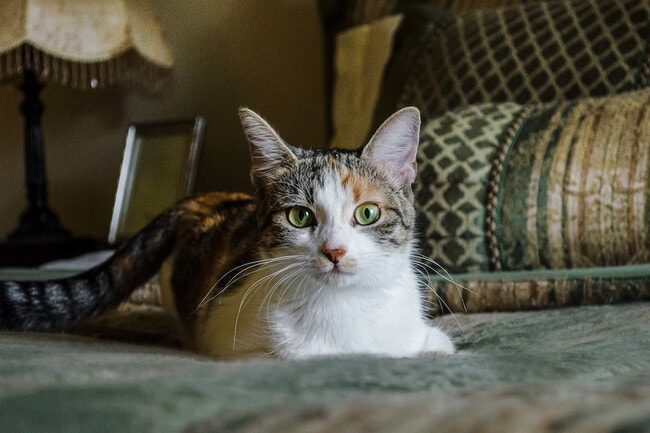 Photo - Powder Mill Village