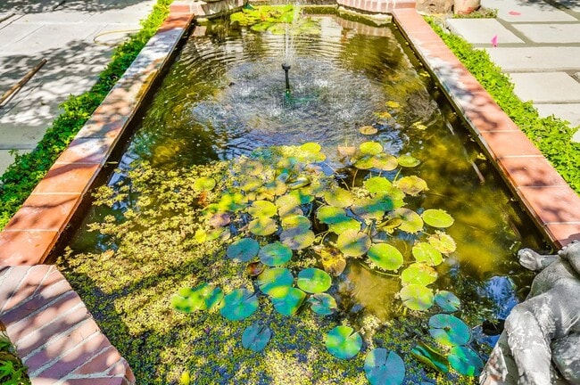 Lily pond
