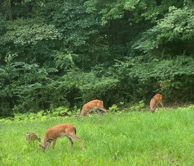 Photo - 254 Harrell Rd