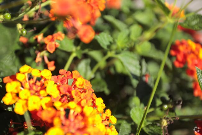 Flora - Aldea at Hamilton