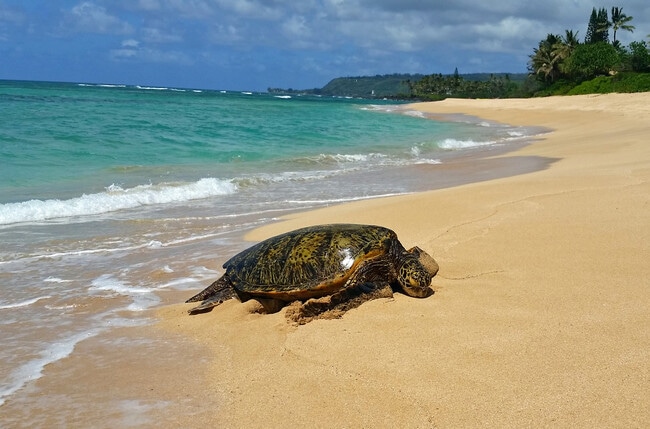 Photo - 68-434-434 Farrington Hwy