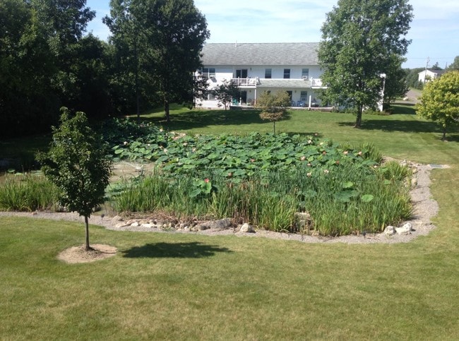 Water Lilies