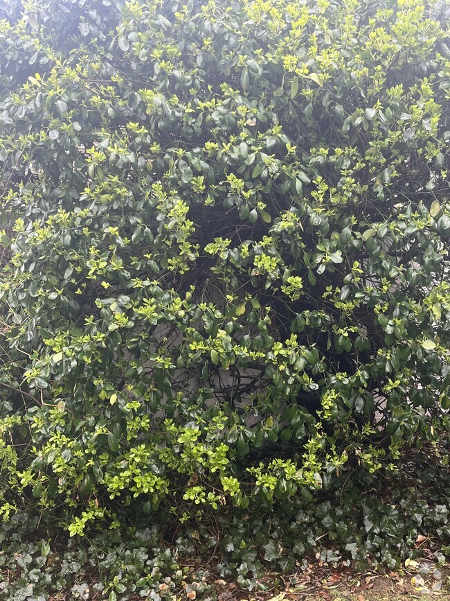 Shrubs - 40 Convent Rd Rental