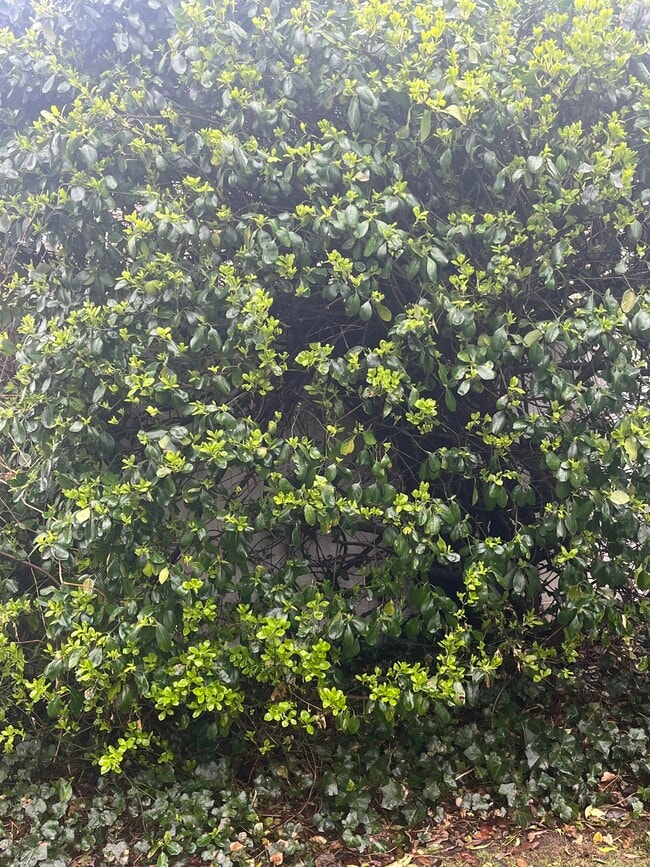 Shrubs - 40 Convent Rd Apartment