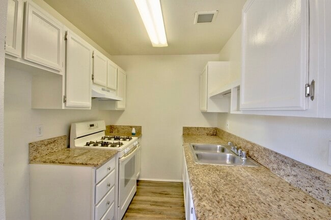 Photo - Princess Palms