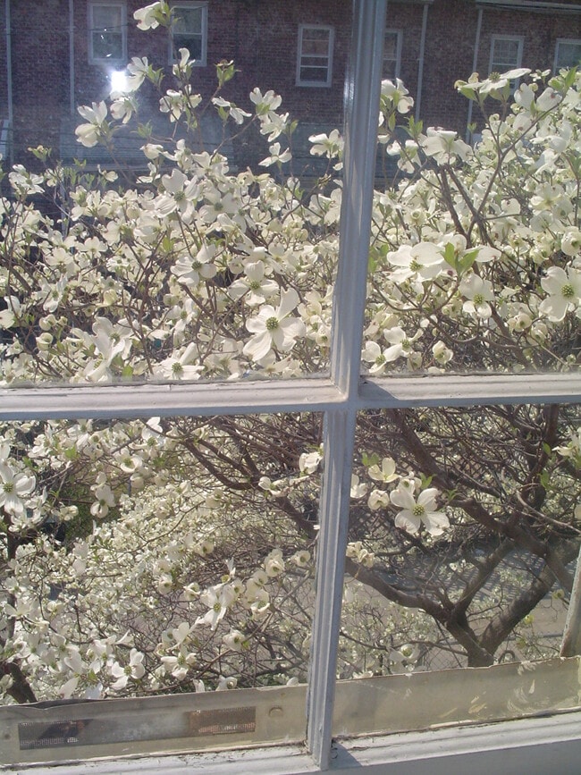 outside kitchen window - 1417 West 37th Street Unit sunny upstairs #2
