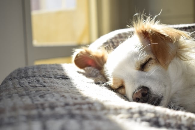 We Are Pet Friendly
