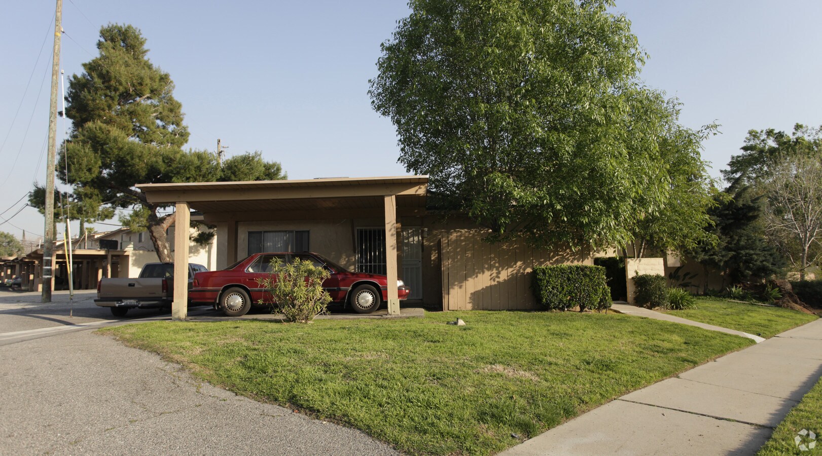 Photo - Mountain Pines