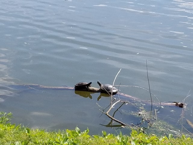 Wildlife at the Private Lake